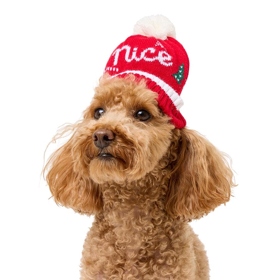 Pets at Home Christmas Naughty n Nice Dog Hat